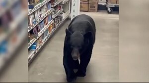 Πανικός στο Νιου Τζέρσεϊ: Αρκούδα εισέβαλε σε κατάστημα και δάγκωσε 90χρονη - Δείτε βίντεο