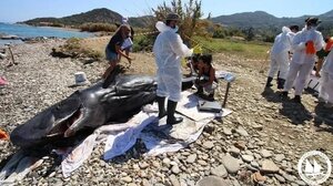 Νεαρός φυσητήρας εκβράστηκε νεκρός στη Σάμο