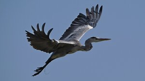 Ερωδιός εμφανίστηκε στον Γιόφυρο το μεσημέρι της Κυριακής