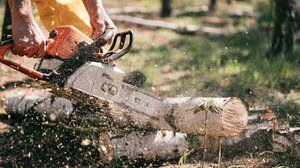 Ηράκλειο: Πρόλαβαν και απομάκρυναν επικίνδυνο δέντρο από κεντρικό πάρκινγκ