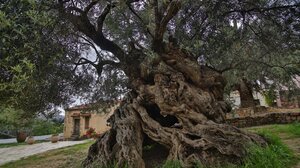 Ολοήμερη περιπλάνηση στην ενδοχώρα του Δήμου Πλατανιά