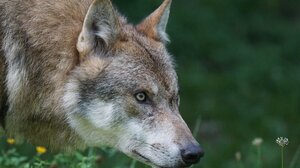 Νέα εμφάνιση λύκου στη Χαλκιδική μετά την επίθεση σε 5χρονη - Βίντεο