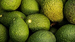 Καλλιέργεια avocado στην Κρήτη: Εκπαιδευτικές ημερίδες για αγρότες και γεωτεχνικούς