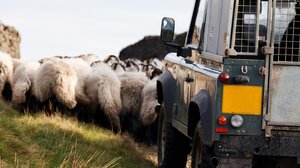 «Δεν ξέρω, δεν είδα» ισχυρίζεται ο 34χρονος για τη ζωοκλοπή και τις κλοπές αγροτικών οχημάτων