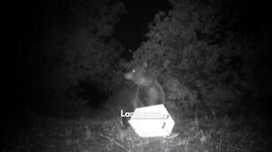 Κάμερα μελισσοκόμου στα Αργύρια Φθιώτιδας κατέγραψε την επίθεση αρκούδας σε κυψέλες (Vid)