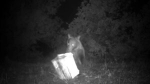 Φθιώτιδα: Αρκούδα επιτίθεται σε κυψέλες μελισσοκόμου