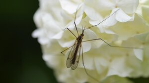 Συνεχίζονται οι ψεκασμοί για τα κουνούπια στα Χανιά έως τις 2 Νοεμβρίου
