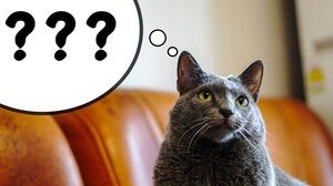 Quiz: Από παροιμίες ξέρεις - Τι σημαίνουν όμως γνωρίζεις❓