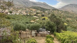 Κλαίνε στα λιόφυτα οι παραγωγοί... μαξούλι δεν υπάρχει!