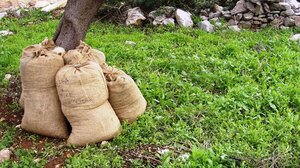 ΠΕ Χανίων: Oλοκληρώθηκαν οι ψεκασμοί για το δάκο - Τι ισχύει για τη συγκομιδή