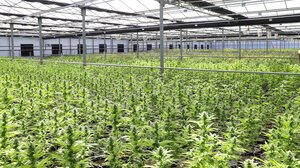 Χασισοφυτεία: συνελήφθησαν ιδιοκτήτης και ενοικιαστής, αναζητούν τους «αθέατους»