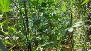 Χασισοφυτεία-μαμούθ: ψάχνουν τον ενοικιαστή από τον Μυλοπόταμο