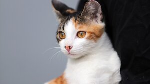 Το πιο συνηθισμένο λάθος που κάνουν όσοι έχουν ζώο - Πώς να το αποφύγετε