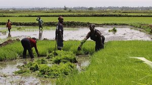 Νουβιακές γυναίκες στην Κένυα αναβιώνουν την παράδοση μέσω αστικής γεωργίας
