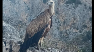 Ένας μεγαλόπρεπος γύπας στο Φαράγγι Τοπολίων - Φωτογραφίες