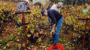 Ορεινός νυχτερινός τρύγος 