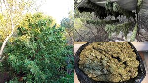 Μαλεβίζι: Εικόνες από την "βιοτεχνία" αποξήρανσης κάνναβης που εντόπισαν οι αστυνομικοί