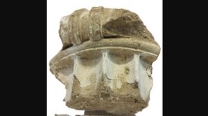 Γερμανίδα έκλεψε ελληνικό κιονόκρανο 2.400 ετών και το επέστρεψε... 50 χρόνια αργότερα