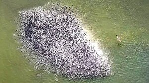 Νερόκοτες vs αετός - Απίθανα πλάνα