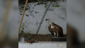 Όρνεο εγκλωβίστηκε σε... πολυκατοικία στο Ηράκλειο - Φωτογραφίες