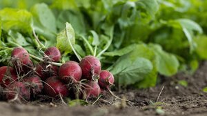 ΒΙΟΕΝΩΣΗ: "Η βιολογική γεωργία είναι κομμάτι της λύσης – όχι του προβλήματος"