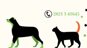 Χανιά: Δωρεάν στειρώσεις σε δεσποζόμενα ζώα συντροφιάς 