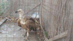 Όρνεο του Μασταμπά: Μεταφέρεται στην ΑΝΙΜΑ για περίθαλψη - Θα επιστρέψει την άνοιξη στους ουρανούς της Κρήτης