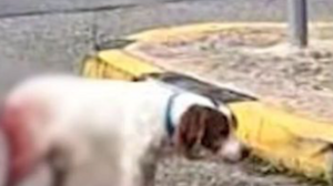 Ηλεία: Φρικτή κακοποίηση σκύλου – «Σαδιστική πράξη, επικίνδυνος για όλους ο δράστης»