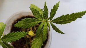 Ρέθυμνο: Με LSD, αποξηραμένα ψυχοδραστικά μανιτάρια και κάνναβη πιάστηκε 24χρονος