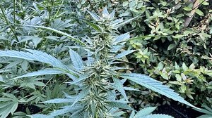 "Ορφανή" χασισοφυτεία στο Ρέθυμνο με 80 δενδρύλλια (photo)