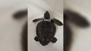 Απελευθερώνονται χελώνες από το Ενυδρείο Κρήτης του ΕΛΚΕΘΕ