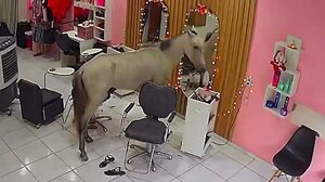 Άλογο εισέβαλλε σε κομμωτήριο για ένα... χτένισμα