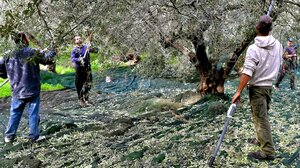 Άρχισαν οι κλοπές στην ελαιοσυγκομιδή - Που χτύπησαν οι επιτήδειοι!