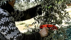 Οικογενειακώς στο... χωράφι οι ελαιοπαραγωγοί - Απαγορευτικά τα μεροκάματα, "φτωχή" η συγκομιδή