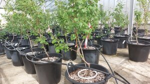 Νέο κεφάλαιο στην παραγωγή πολλαπλασιαστικού υλικού από τον ΕΛΓΟ-ΔΗΜΗΤΡΑ - Πρωτοπόρα η Κρήτη