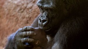 Το πρώτο φιλί δόθηκε πριν 20 εκατομμύρια χρόνια!