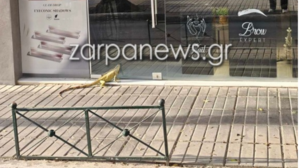 Τεράστιο ιγκουάνα έκανε βόλτες στο κέντρο των Χανίων - Βίντεο & φωτογραφίες