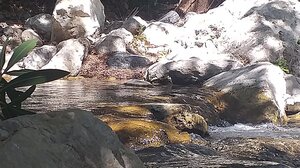 Οι Απονεράιδες του Κουρταλιώτη και ο Μεγάλος Επάρχης