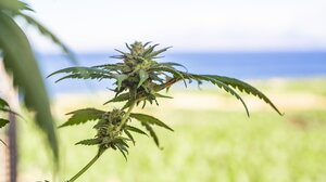 Λασίθι: 35χρονος συνελήφθη με 15,2 γραμμάρια κάνναβης