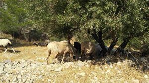 Λασίθι: Στα χέρια της ΕΛ.ΑΣ ο κτηνοτρόφος που είχε γίνει "φόβος και τρόμος" των καλλιεργειών 