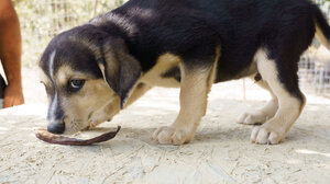 Δήμος Μινώα Πεδιάδας: Νέα ειδική κατηγορία στην ιστοσελίδα για τα ζώα συντροφιάς