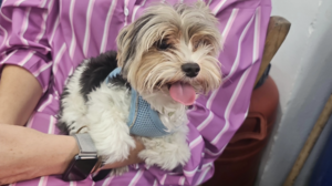 Βρέθηκε ο Oli που είχε χαθεί στην Αλικαρνασσό!