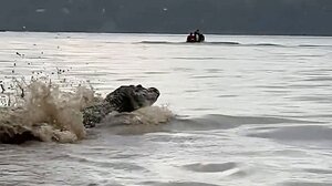 Τουρίστες σε πανικό περικυκλωμένοι από τεράστιους αλιγάτορες