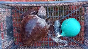 Ενυδρείο Κρήτης: Ακόμη μία θαλάσσια χελώνα θα επανενταχθεί στο φυσικό της περιβάλλον