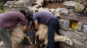 O Δήμος Ανωγείων στο πλευρό των αγροτοκτηνοτρόφων 