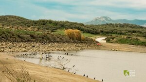 Φράγμα Αρμανωγείων: τόπος μεταναστευτικών πουλιών