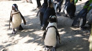 Πάνω από 60.000 πιγκουίνοι πέθαναν από πείνα στη Νότια Αφρική