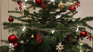 Στολίζετε το Χριστουγεννιάτικο δέντρο; Μάθετε τι πρέπει να προσέχετε!