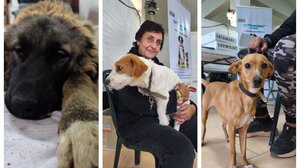 Δήμος Μινώα Πεδιάδας: 198 στειρώσεις, 199 ηλεκτρονικές σημάνσεις και 40 δείγματα DNA