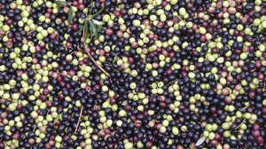 Καλή η παράταση για το ψηφιακό δελτίο αποστολής ελαιόκαρπου, αλλά δε φτάνει...